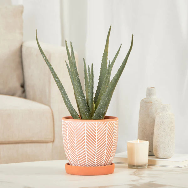Artificial Aloe Vera Plant In Ceramic Pot - 40cm