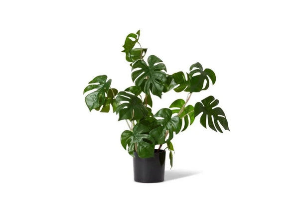 Elme Monstera Wild Plant Potted Green - 33x33x56cm