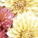 Paper + Design Luncheon Napkins "Soft Dahlias" Pack of 20 - 33 x 33cm