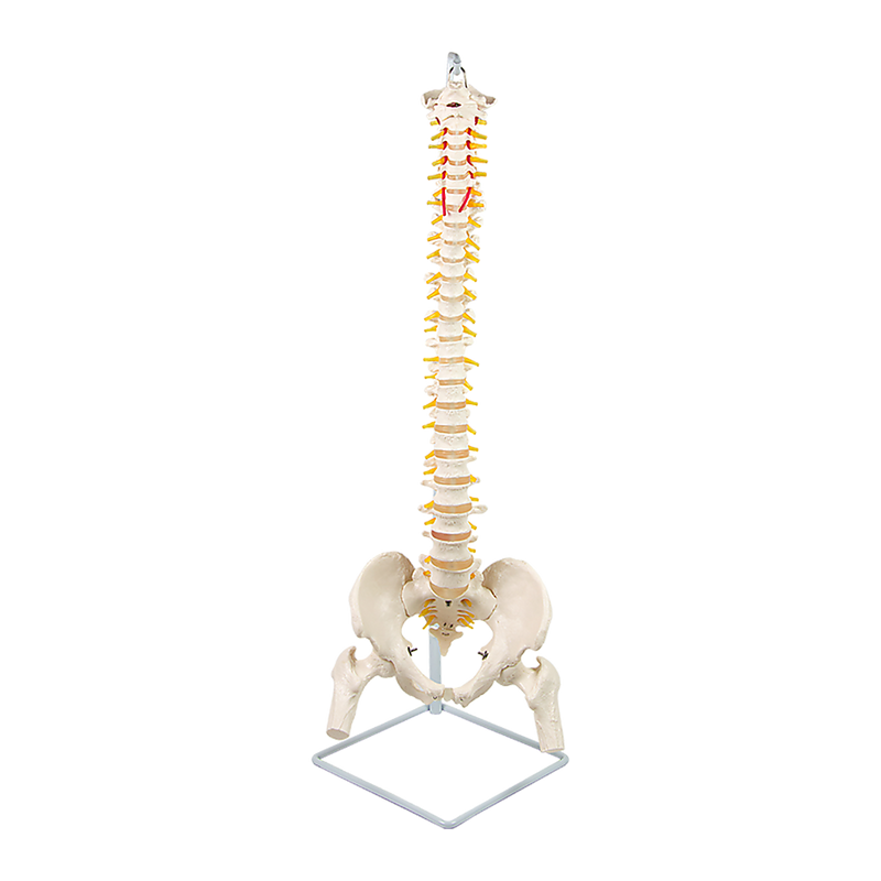 Life Size Flexible Vertebral Spine Pelvis & Femur Skeleton Model Anatomy Model