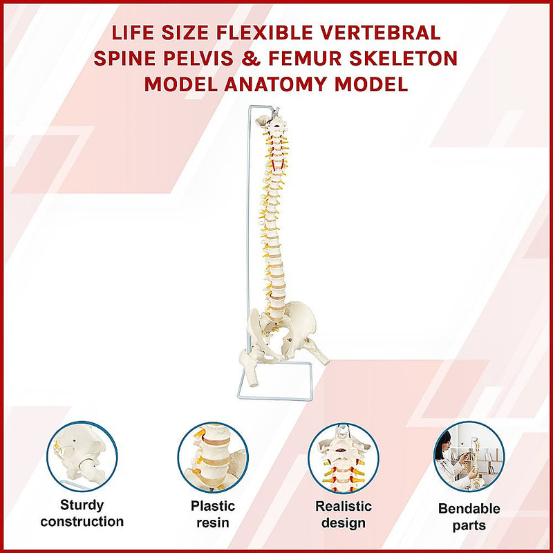 Life Size Flexible Vertebral Spine Pelvis & Femur Skeleton Model Anatomy Model