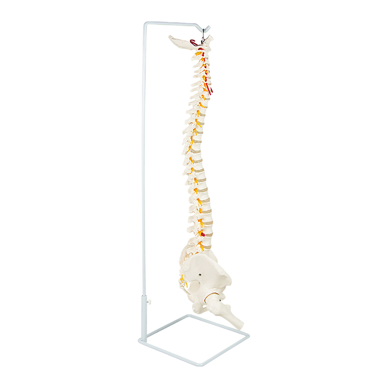 Life Size Flexible Vertebral Spine Pelvis & Femur Skeleton Model Anatomy Model