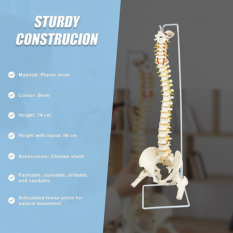 Life Size Flexible Vertebral Spine Pelvis & Femur Skeleton Model Anatomy Model