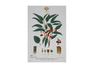 Maxwell & Williams Royal Botanic Gardens Victoria Botanic Tea Towel 50x70cm - Flowering Gum