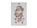 Maxwell & Williams Royal Botanic Gardens Victoria Botanic Tea Towel 50x70cm - Boronia