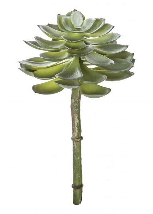 Echeveria Regular Succulent 20cm