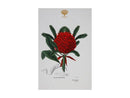 Maxwell & Williams Royal Botanic Gardens Victoria Botanic Tea Towel 50x70cm - Telopea