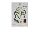 Maxwell & Williams Royal Botanic Gardens Victoria Botanic Tea Towel 50x70cm - Wattle