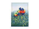 Maxwell & Williams Birds of Australia 10YR Anniversary Tea Towel 50x70cm Lorikeet
